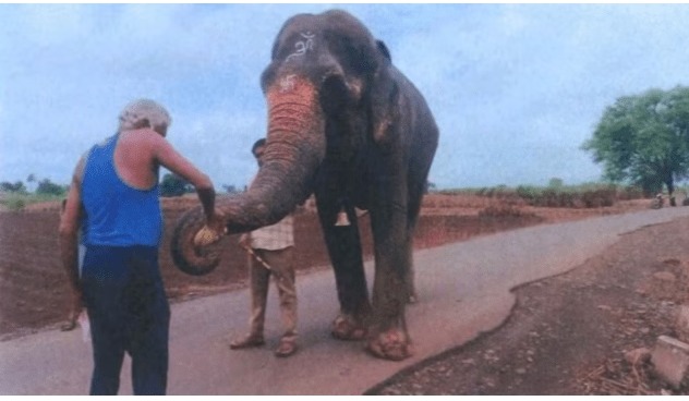Vantara elephant rescue centre proposal in Kolhapur for Madhuri